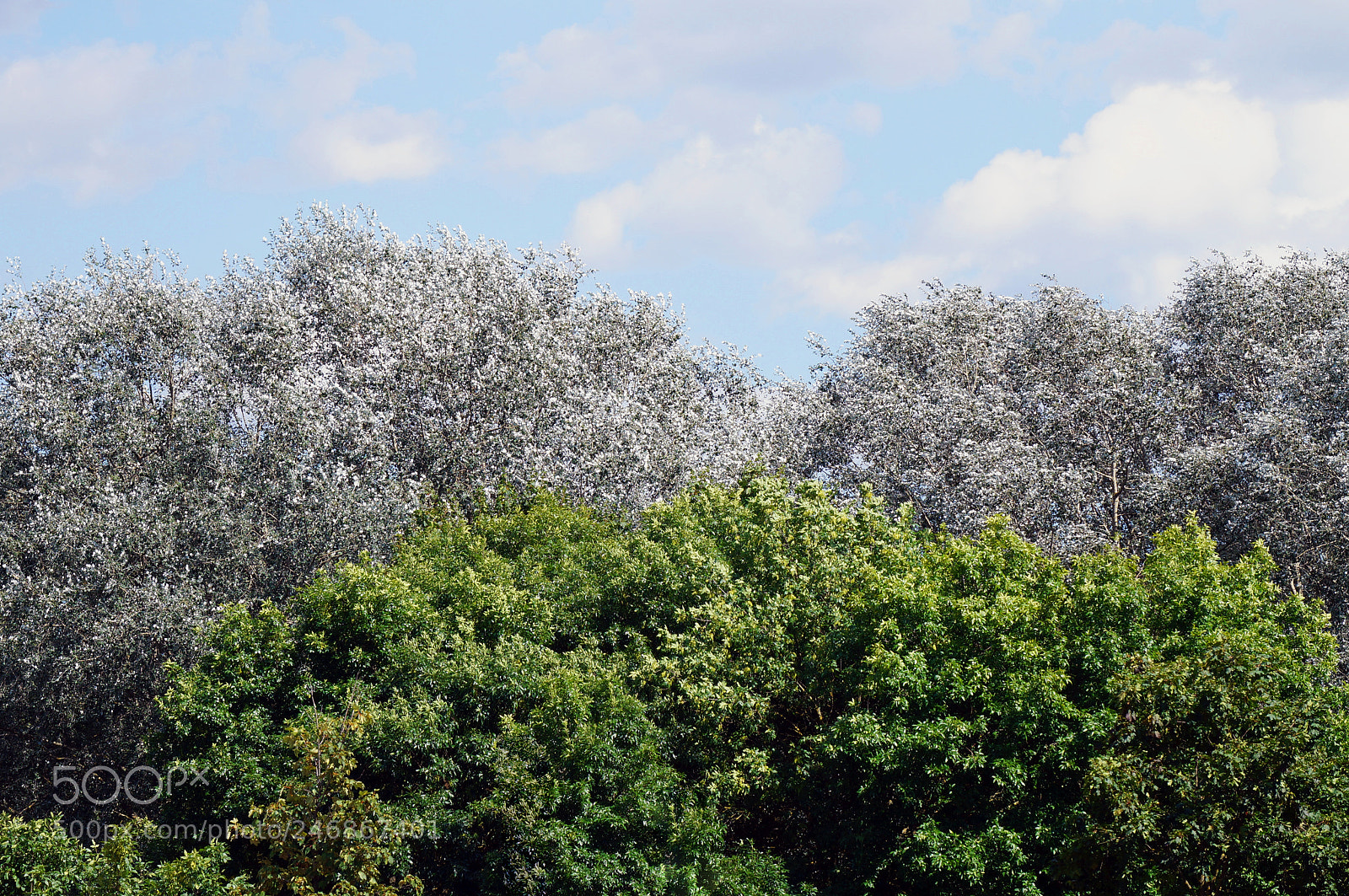 Sony Alpha NEX-3N sample photo. Colored trees photography