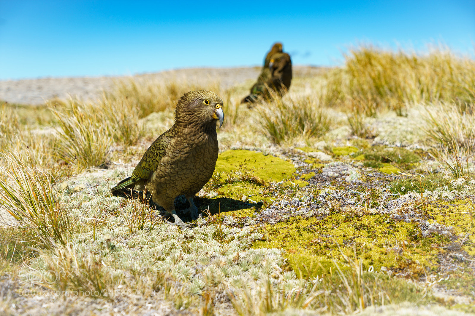 Sony a9 sample photo. Curious kea parrots photography