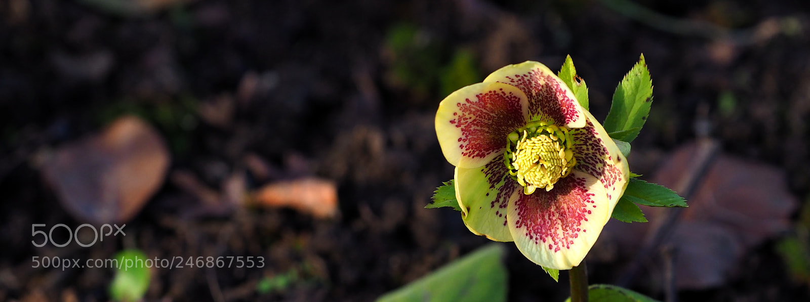 Olympus OM-D E-M1 Mark II sample photo. Hellebore photography