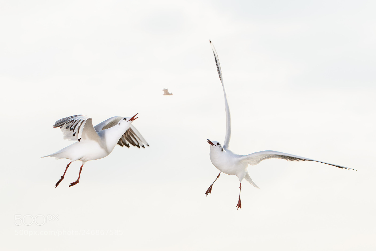 Nikon D800E sample photo. Seagulls fighting for food photography