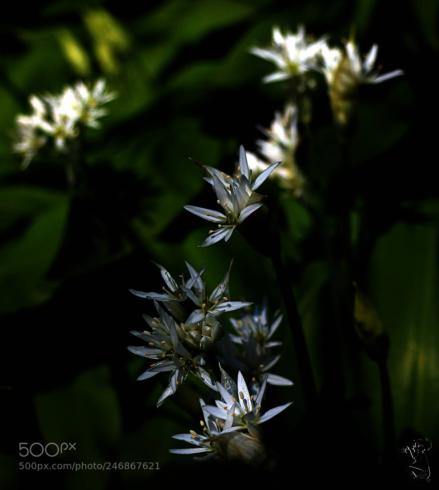 Canon EOS 650D (EOS Rebel T4i / EOS Kiss X6i) sample photo. Wild garlic photography