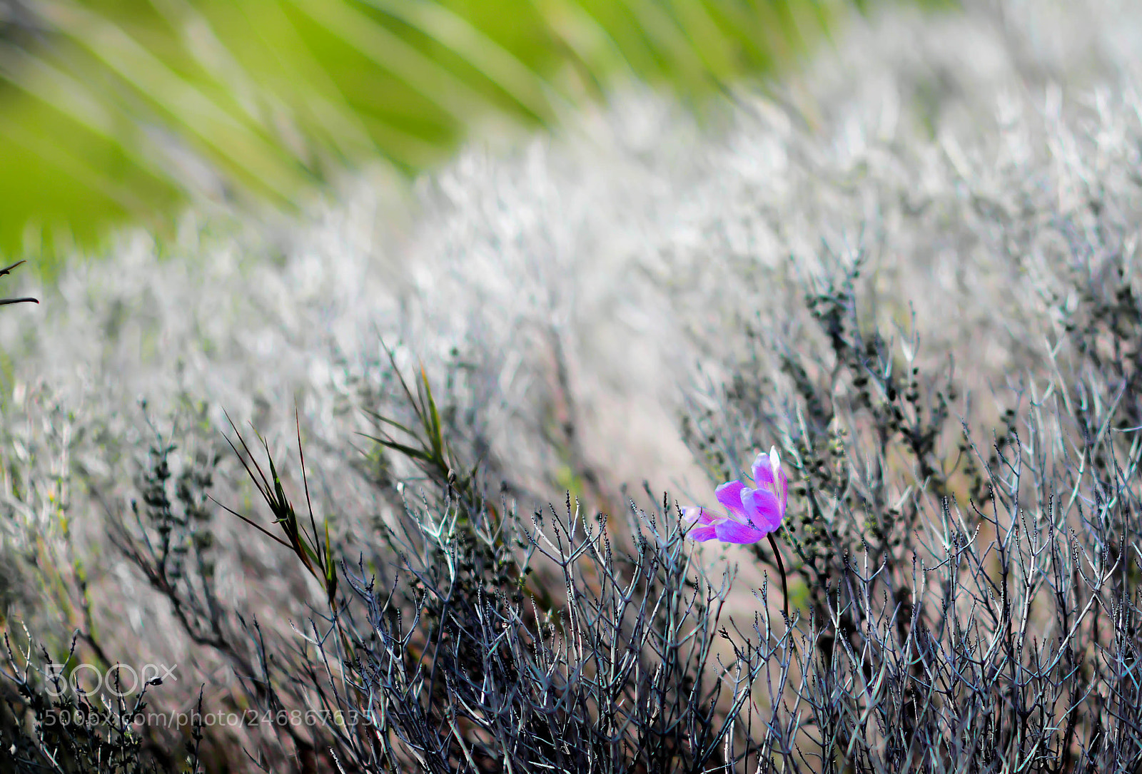 Nikon D7100 sample photo. Lonely photography