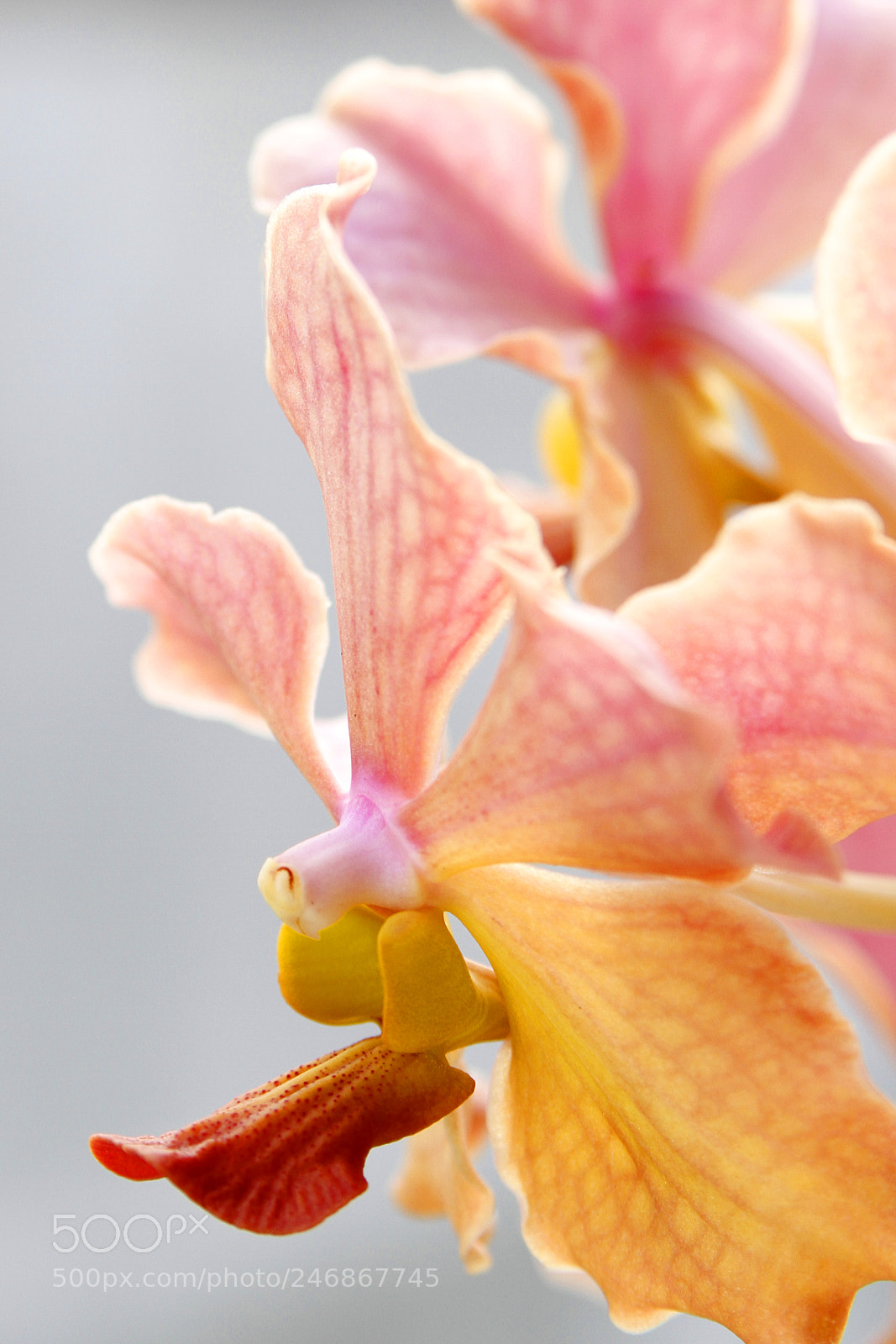 Canon EOS 7D sample photo. Orchid photography