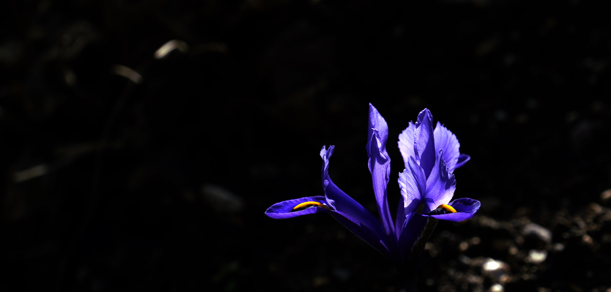 Sony FE 70-300mm F4.5-5.6 G OSS sample photo. Foretaste of spring photography