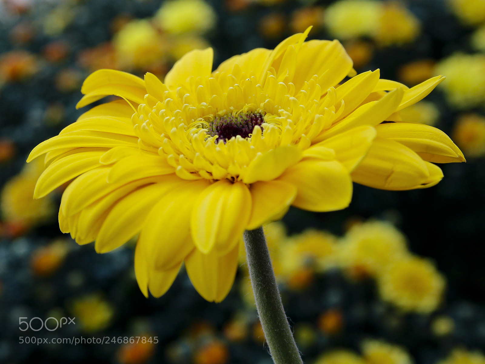 Canon EOS 600D (Rebel EOS T3i / EOS Kiss X5) sample photo. Gerbera photography
