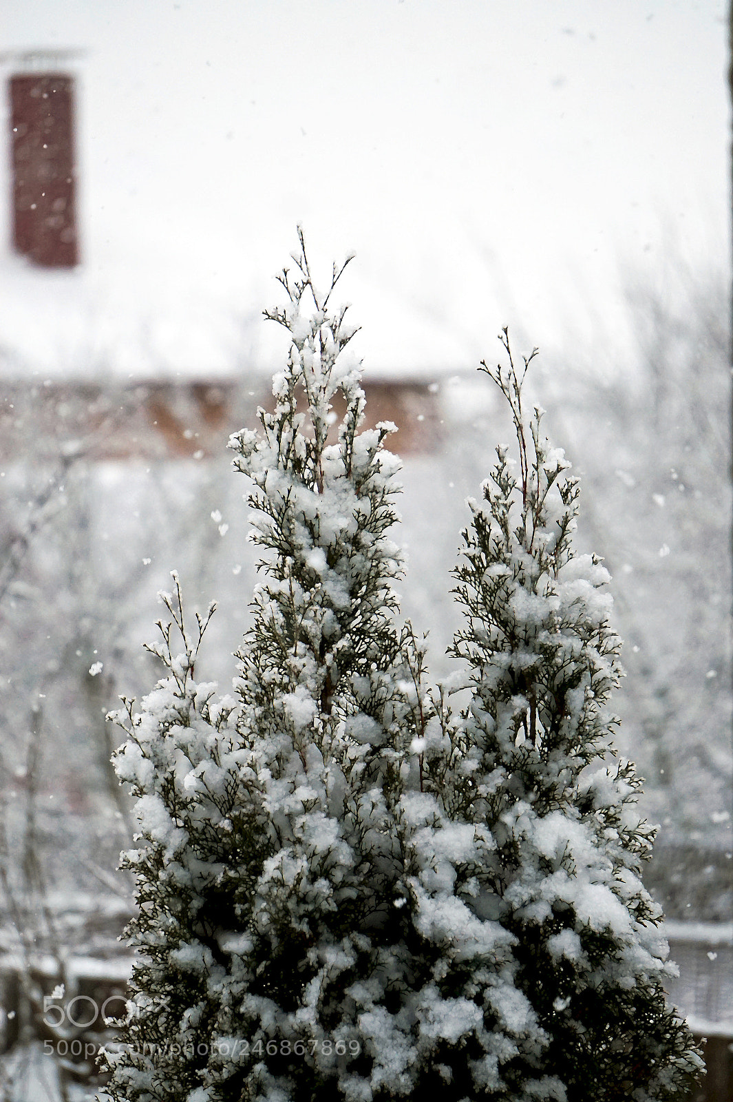 Sony Alpha a5000 (ILCE 5000) sample photo. Thuja under snow photography