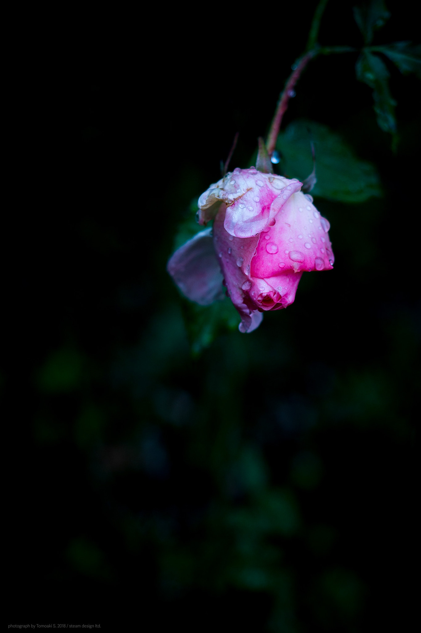 Panasonic DMC-G8 sample photo. A cold rose photography