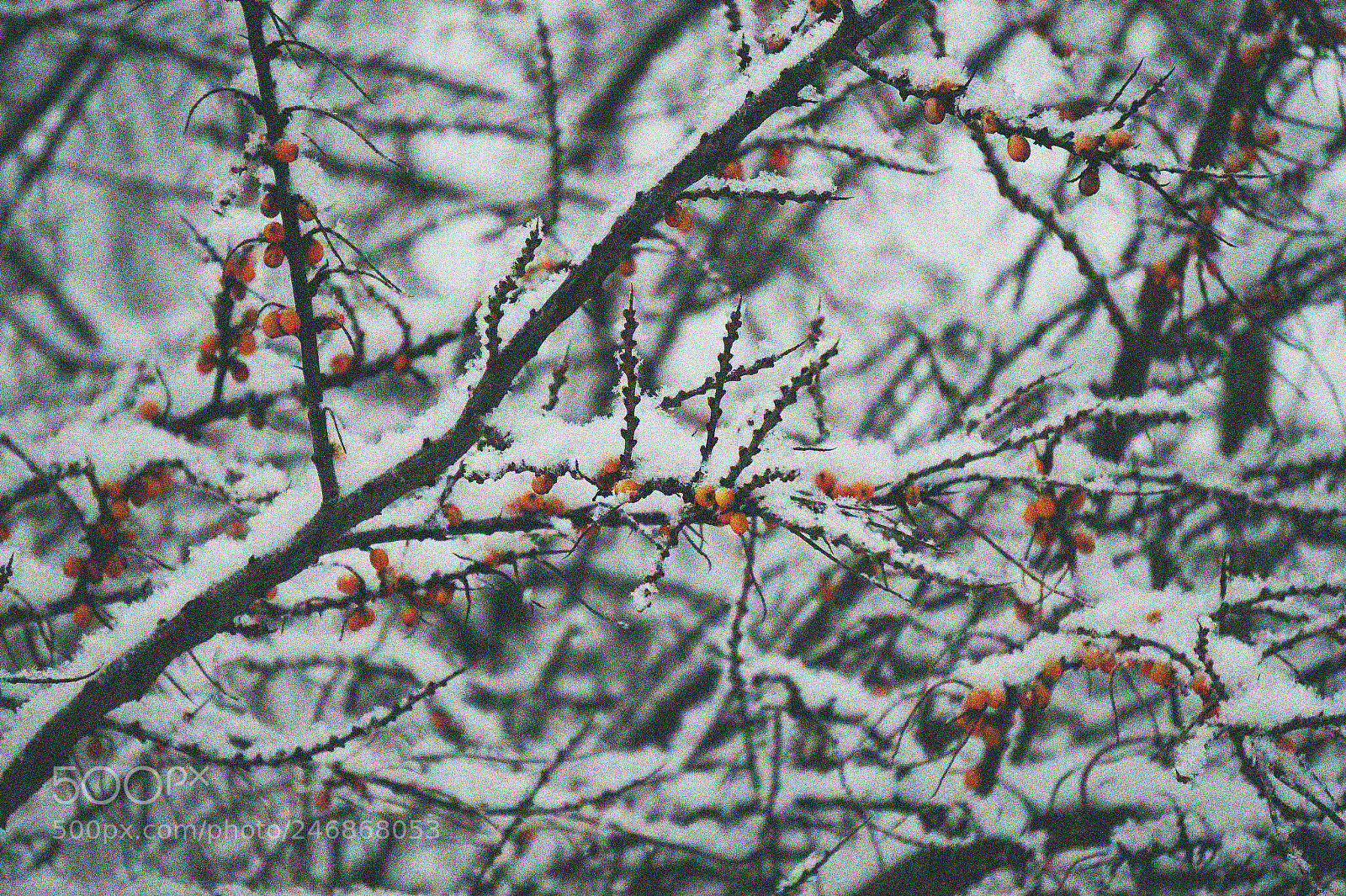 Sony Alpha a5000 (ILCE 5000) sample photo. Sandthorn photography