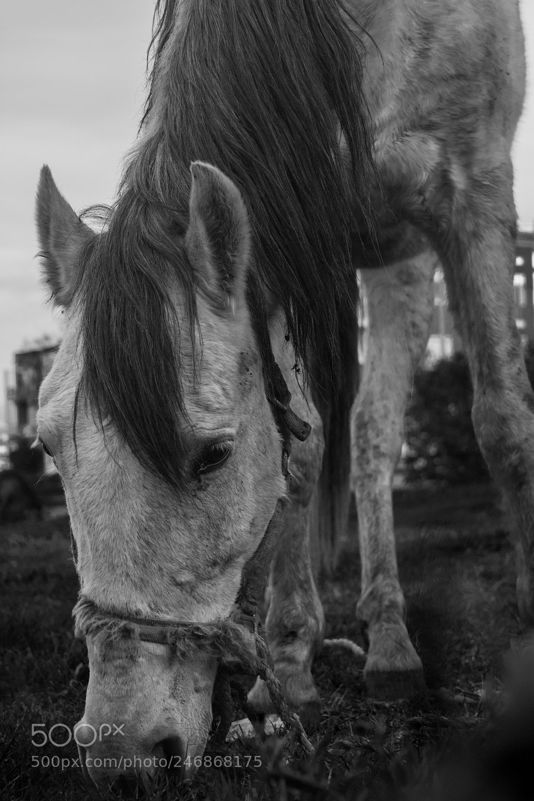 Nikon D5200 sample photo. Skinny horses photography