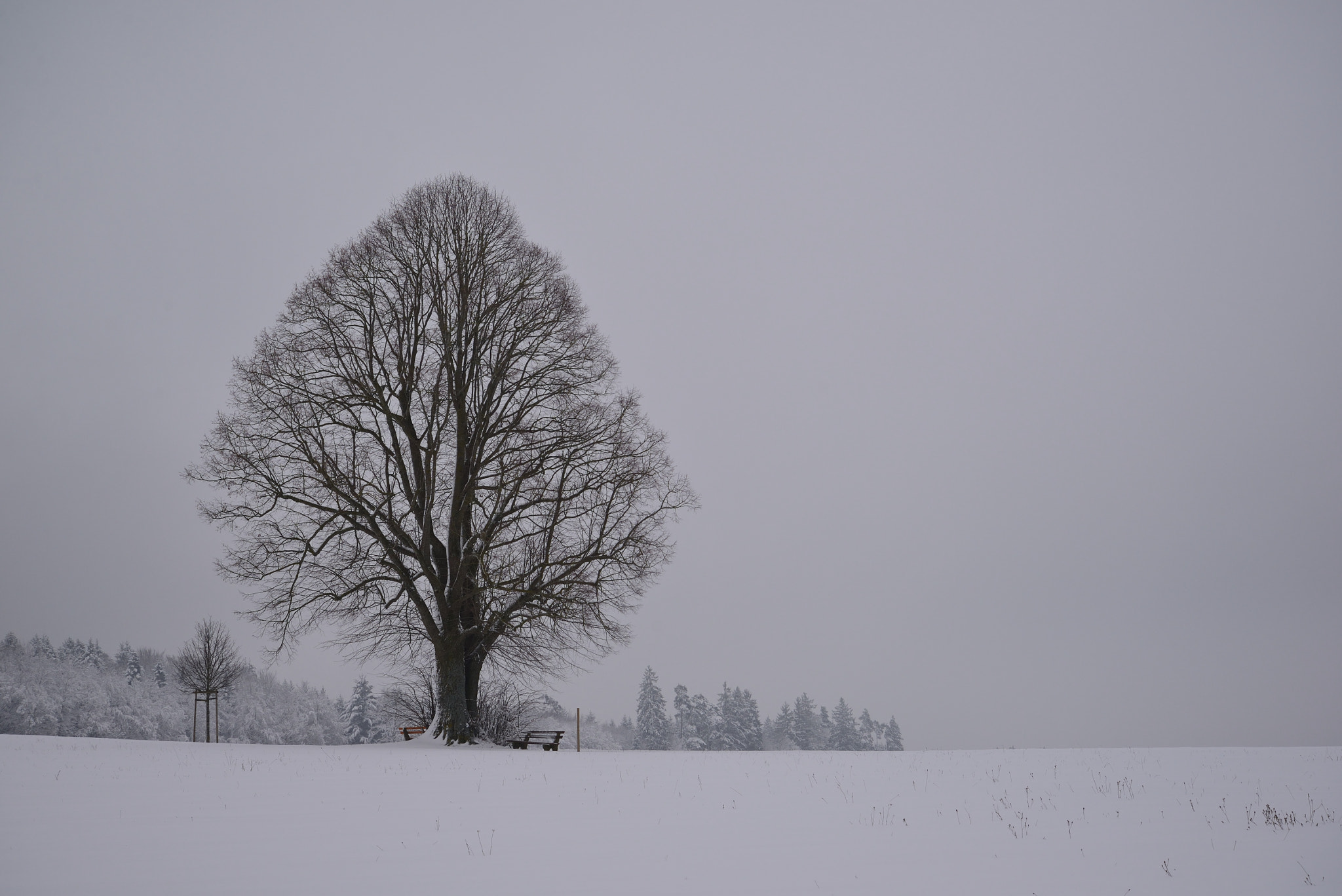 Nikon D610 sample photo. Linde photography