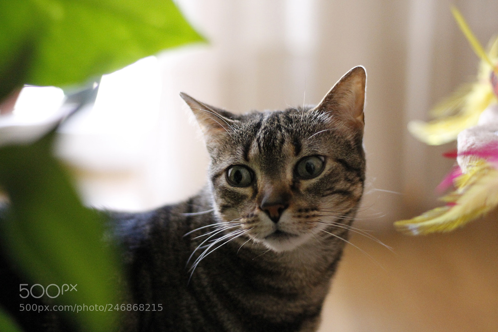 Canon EOS 1100D (EOS Rebel T3 / EOS Kiss X50) sample photo. Suspicious cat photography