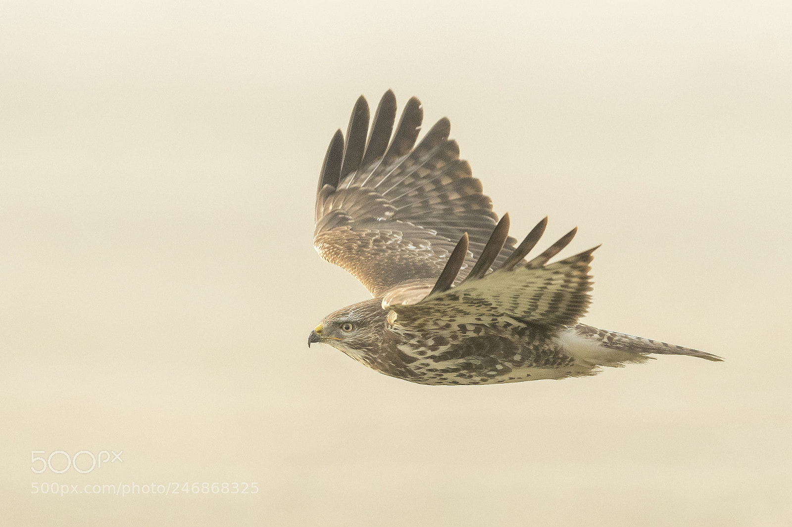 Nikon D500 sample photo. Buzzard with backlight in photography