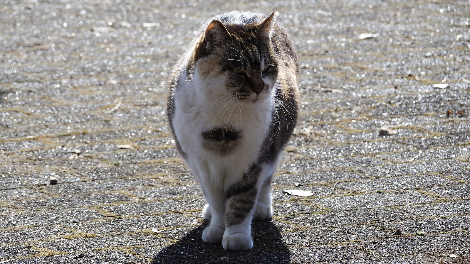 Olympus OM-D E-M1 Mark II sample photo. I came, but what? photography