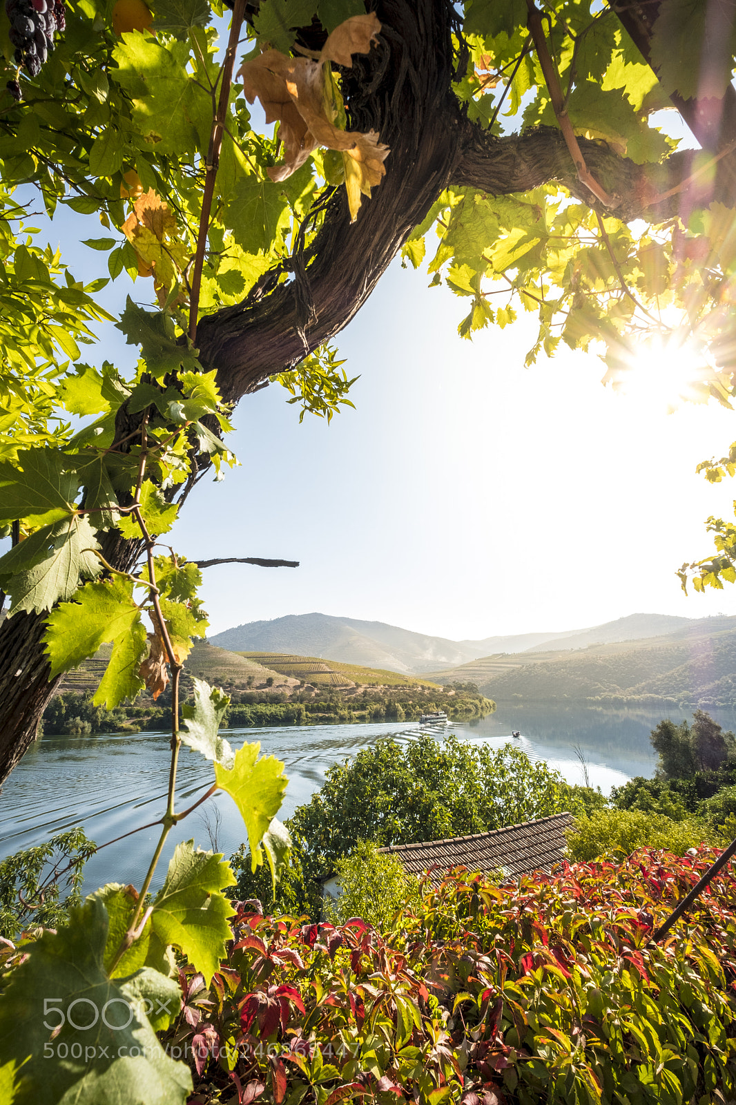 Fujifilm X-T2 sample photo. Landscape in the vineyards photography