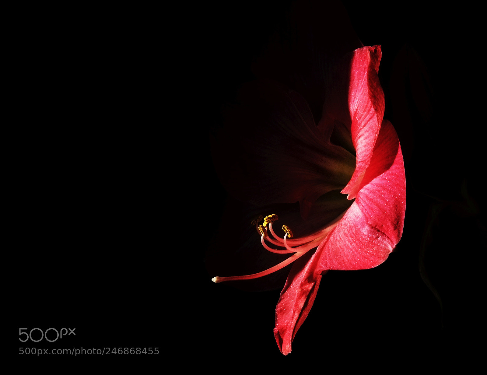 Fujifilm X-E1 sample photo. Profile photography