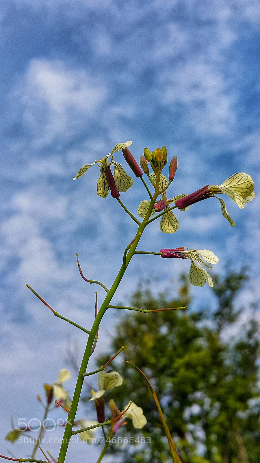 Samsung Galaxy Note4 sample photo. Wild flower photography