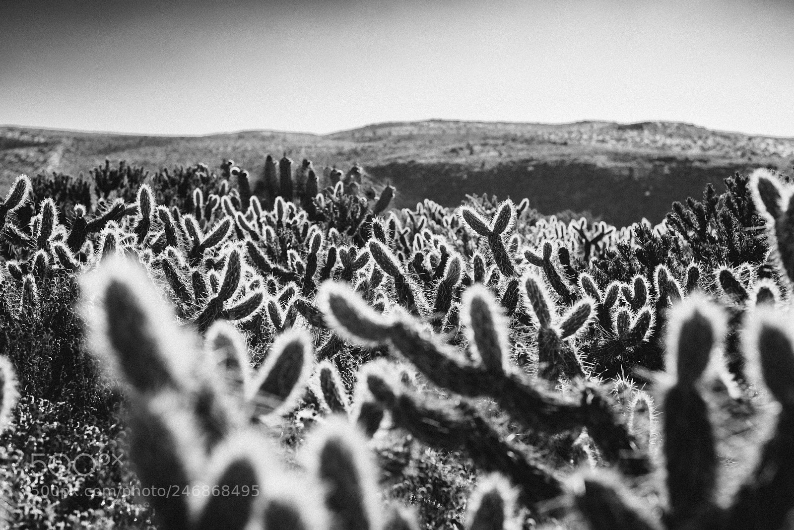 Nikon D610 sample photo. Saint cactus photography