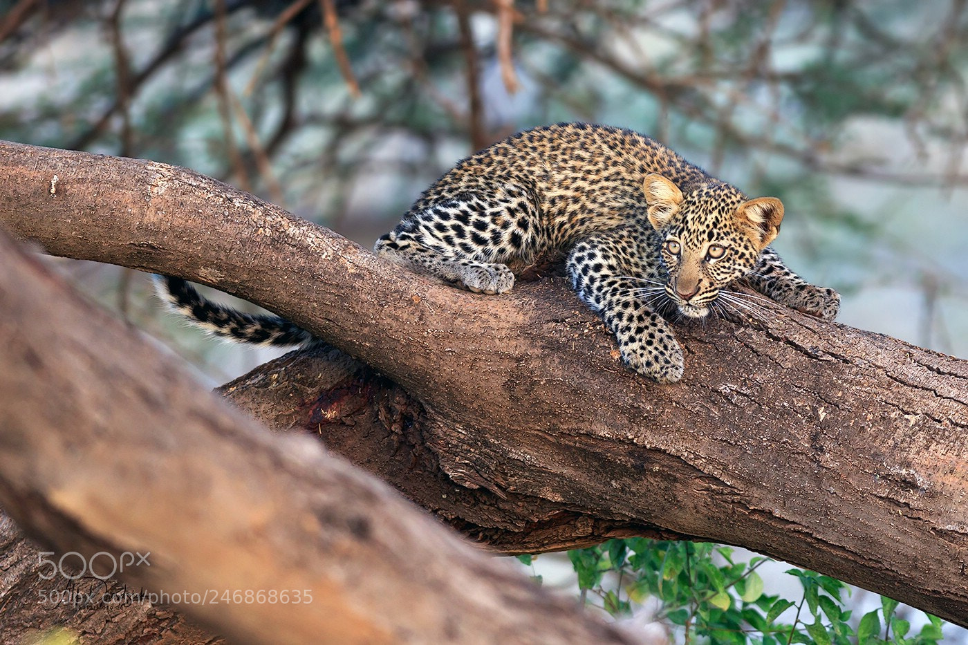 Canon EOS 7D Mark II sample photo. Little leopard on the photography