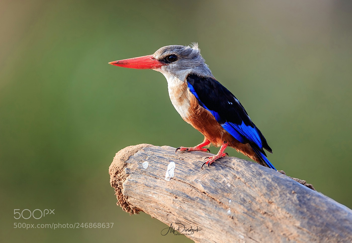 Canon EOS 5DS R sample photo. Grey-headed kingfisher photography