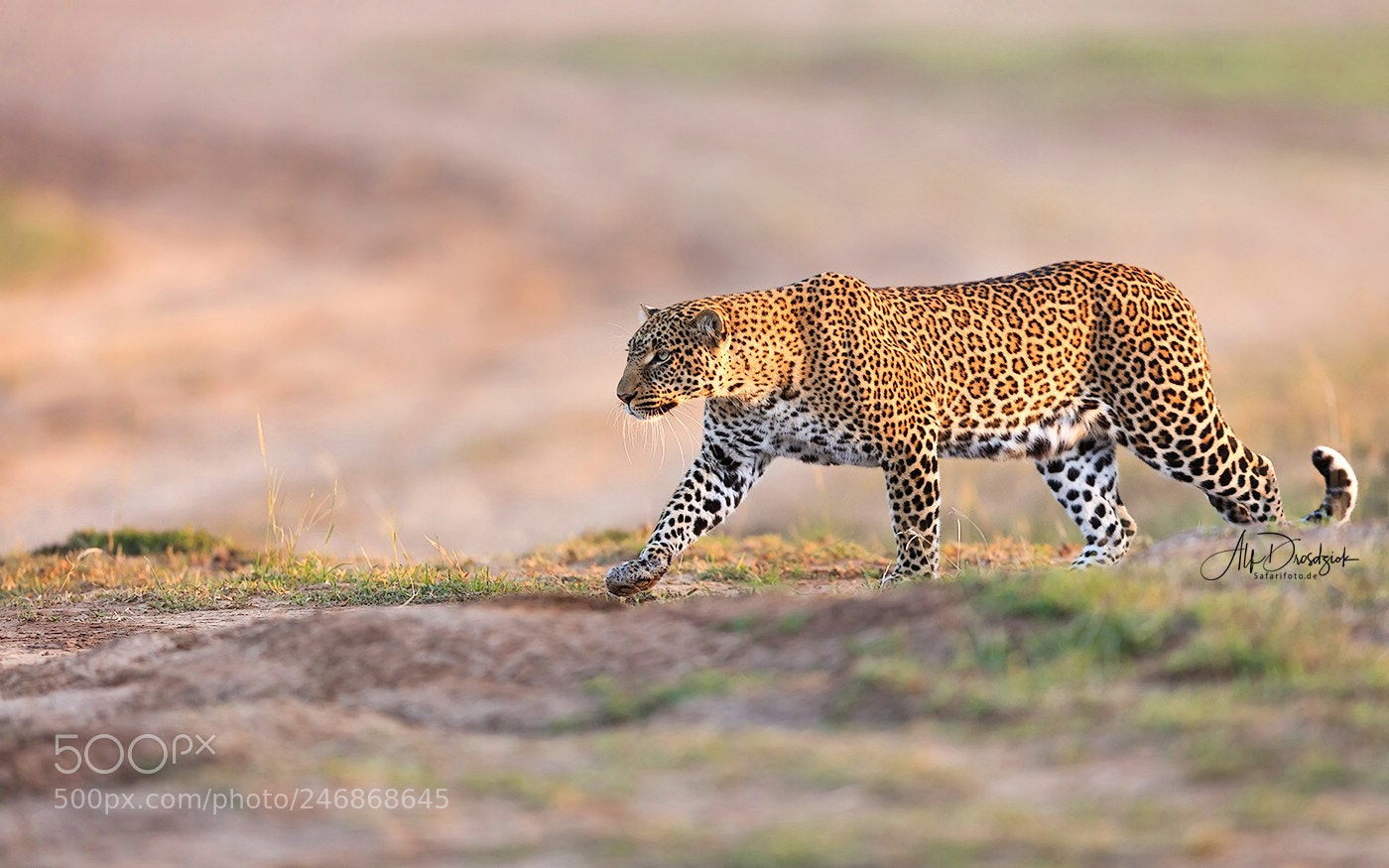 Canon EOS 5DS R sample photo. The catwalk of the photography