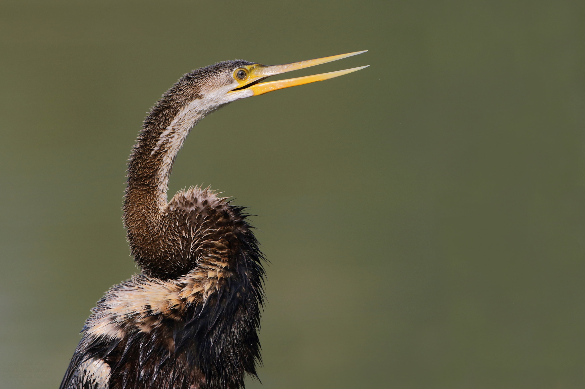 Canon EF 500mm F4L IS USM sample photo. Darter/snake bird portrait photography