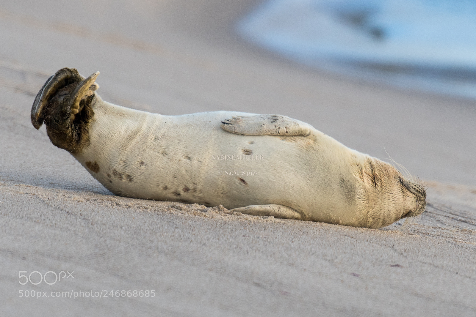 Nikon D500 sample photo. Belly - leg photography