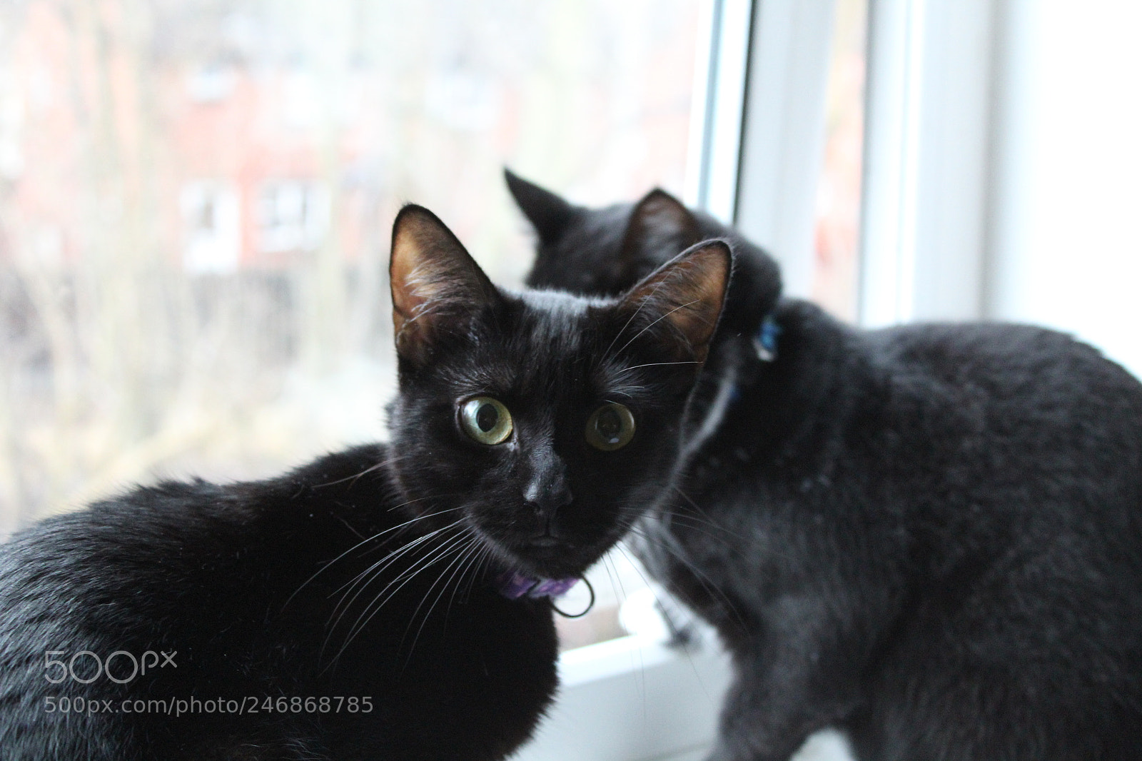 Canon EF-S 18-55mm F3.5-5.6 III sample photo. Stop and pose. photography