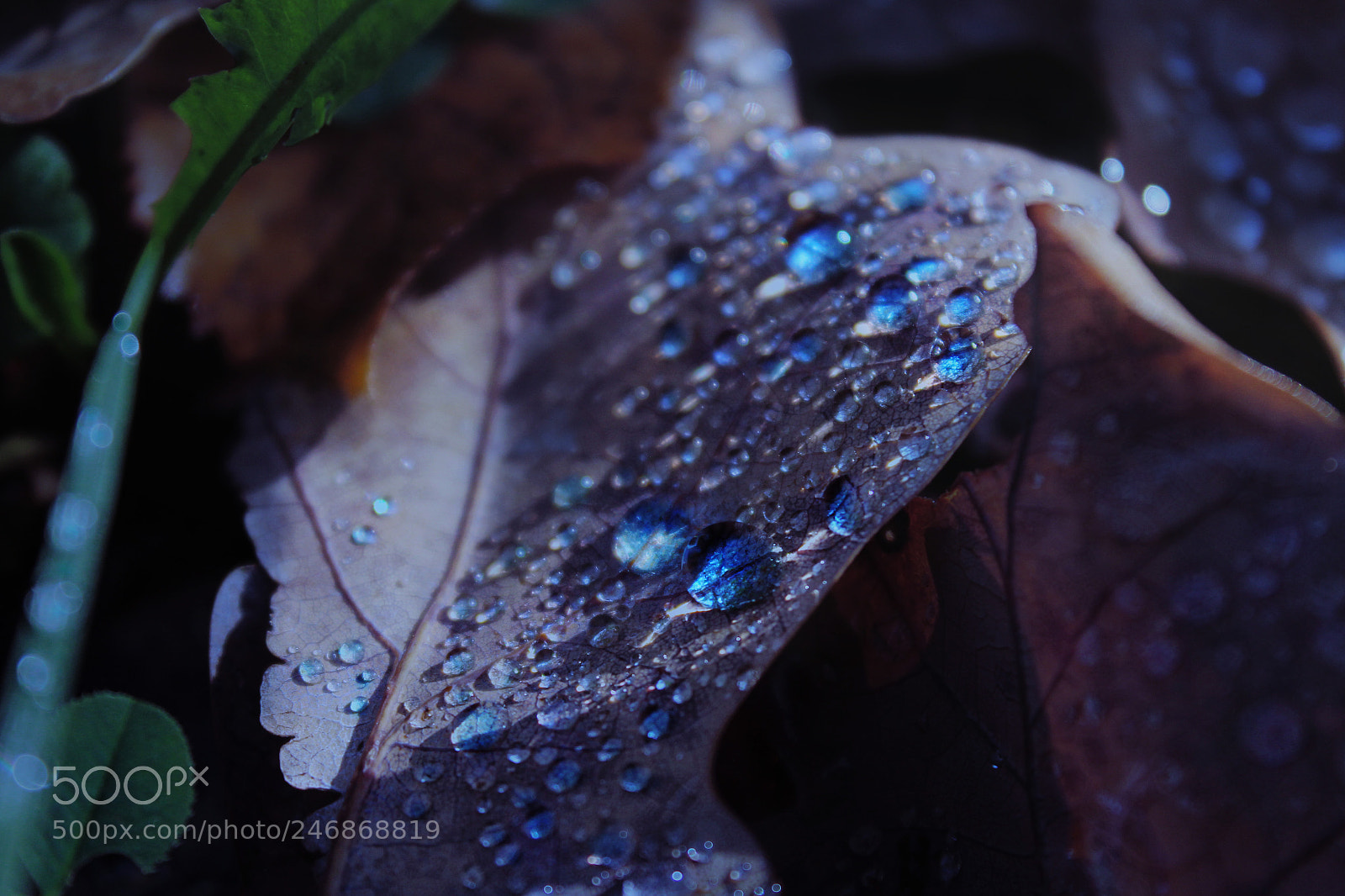 Canon EOS 650D (EOS Rebel T4i / EOS Kiss X6i) sample photo. Leaves and drops photography