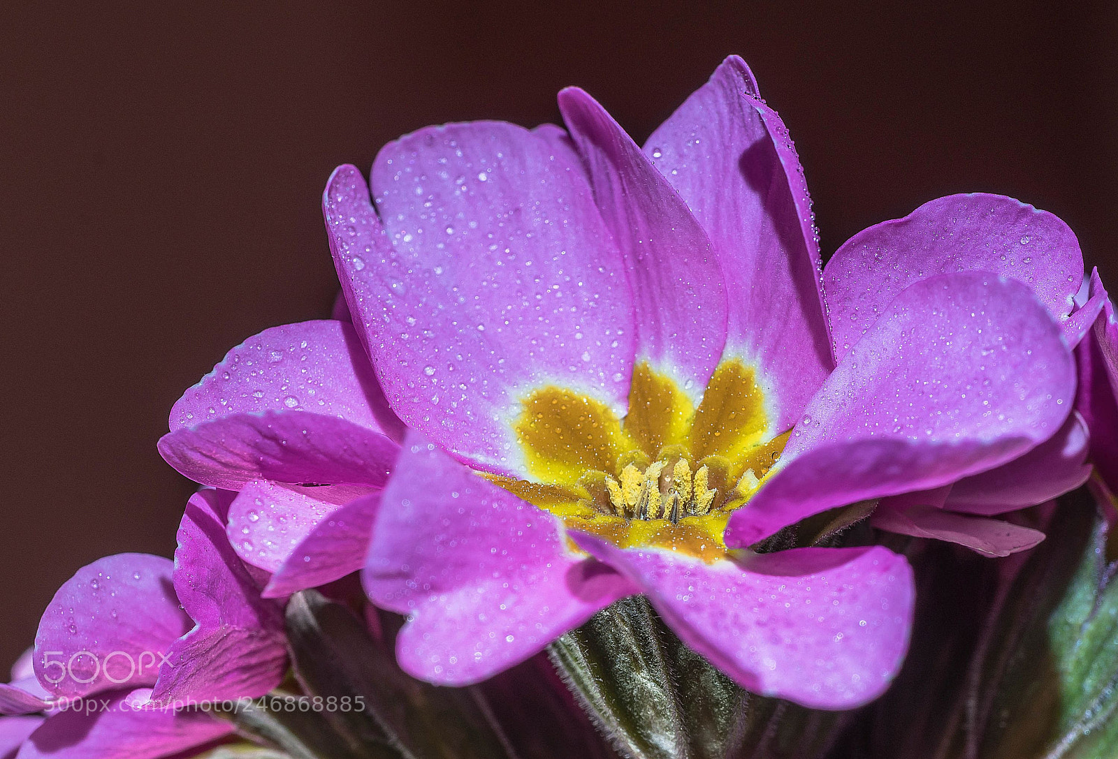 Sony a7R II sample photo. Primula - the spring photography