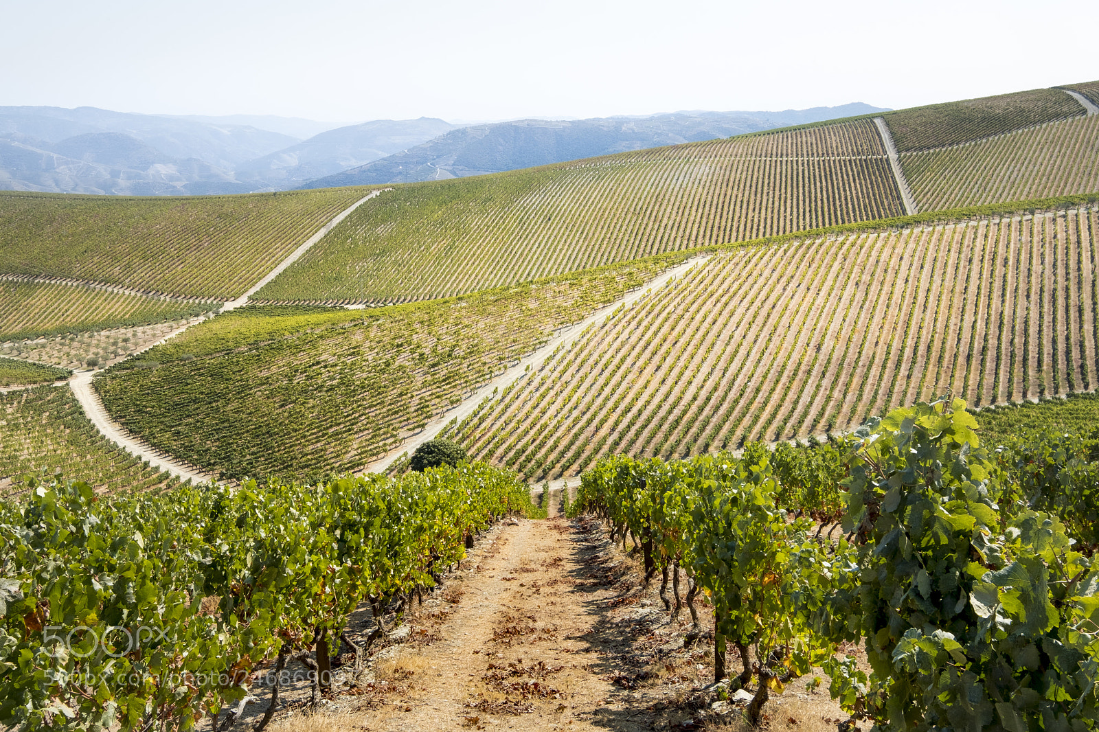 Fujifilm X-T2 sample photo. Landscape in the vineyards photography