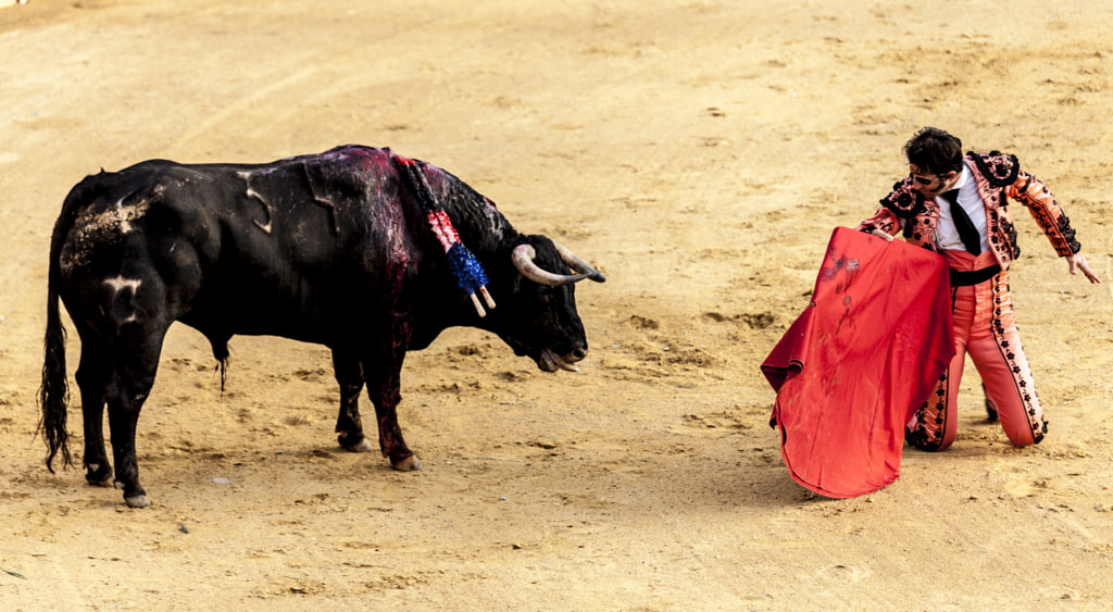 The Last Battle Of The Bullthe Fight Of A Bull And Bullfighter Spanish Bullfight Corrida De