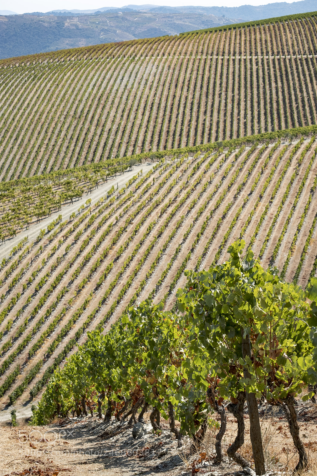 Fujifilm X-T2 sample photo. Landscape in the vineyards photography