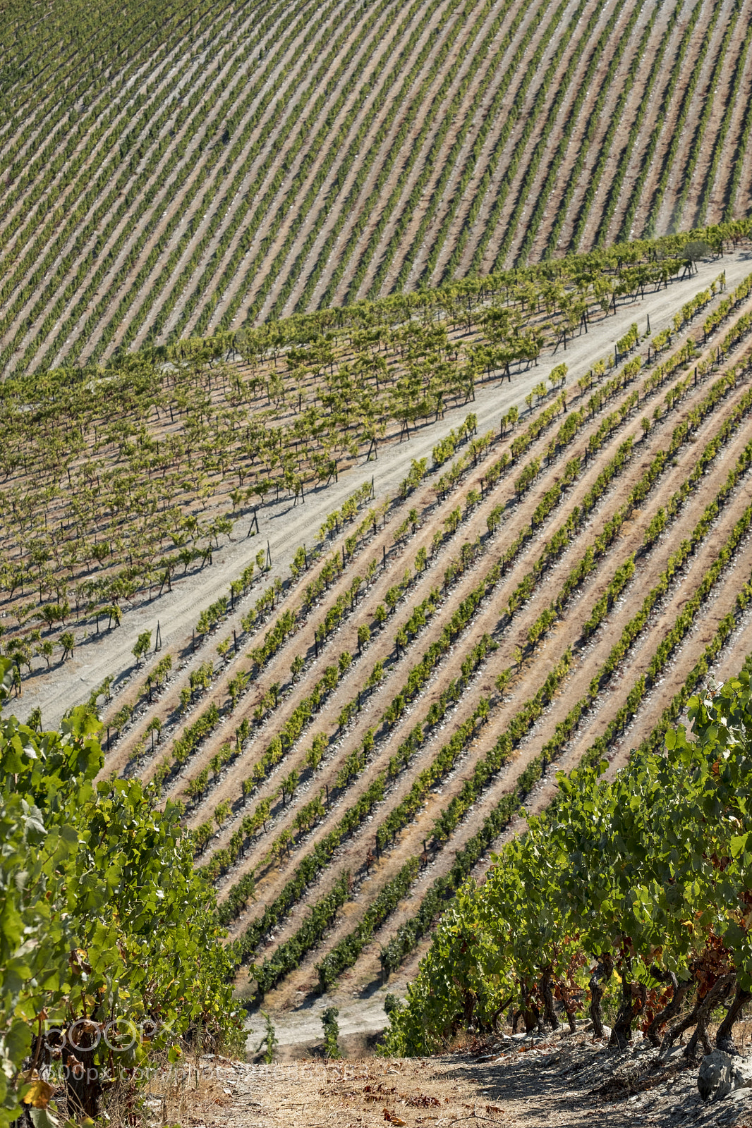 Fujifilm X-T2 sample photo. Landscape in the vineyards photography