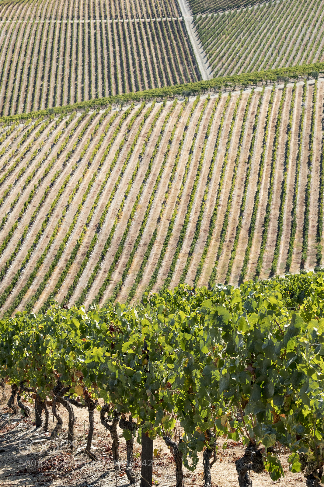 Fujifilm X-T2 sample photo. Landscape in the vineyards photography