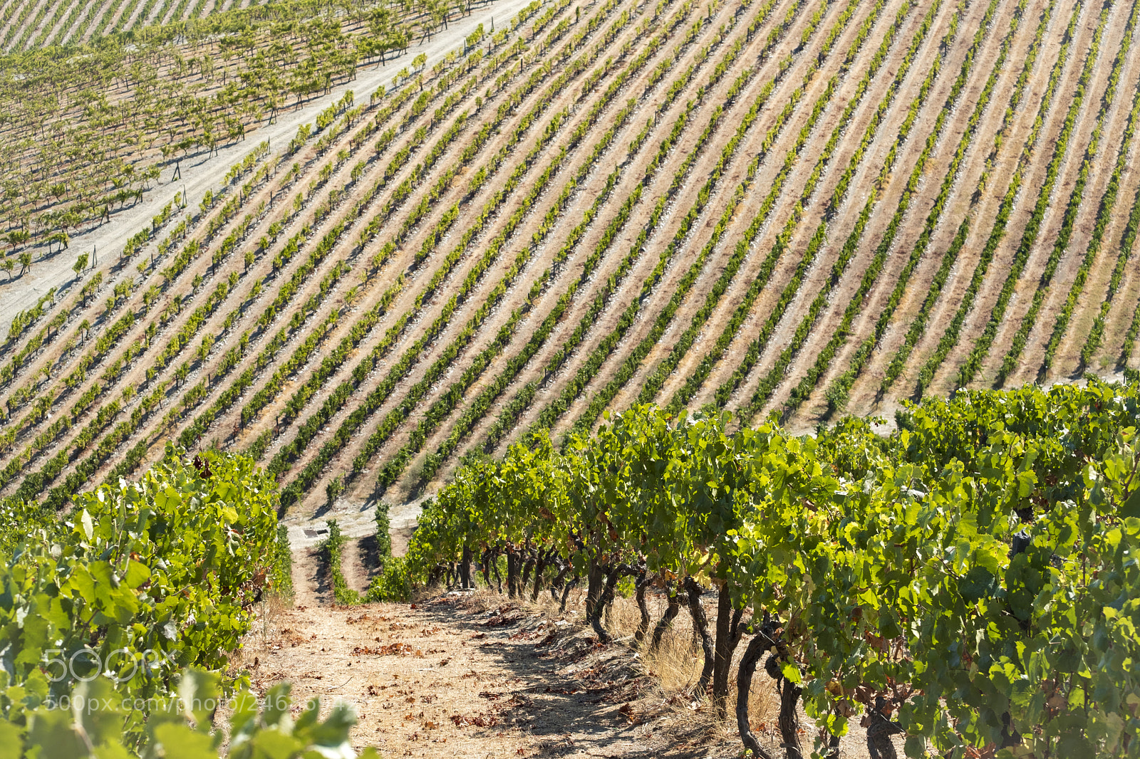 Fujifilm X-T2 sample photo. Landscape in the vineyards photography