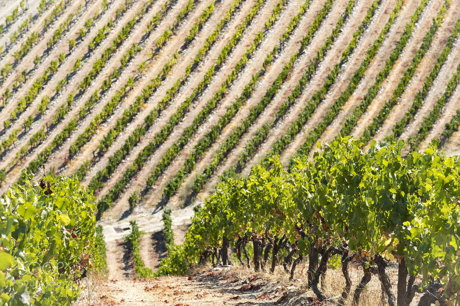 Fujifilm X-T2 sample photo. Landscape in the vineyards photography