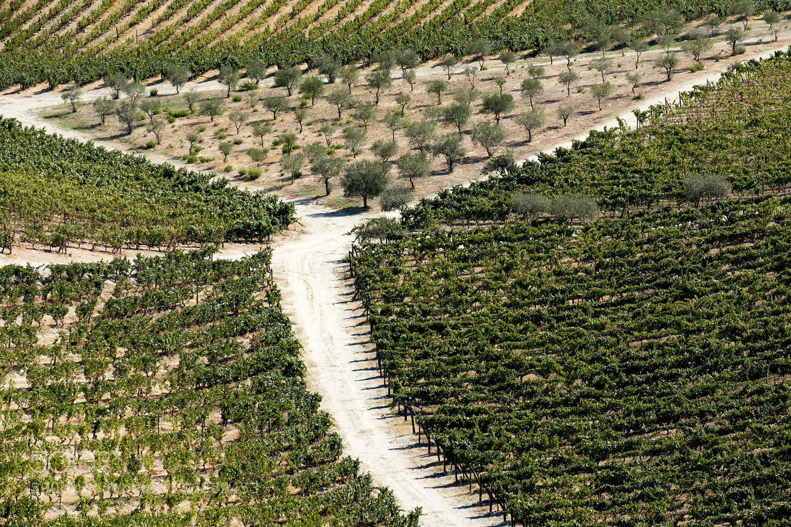 Fujifilm X-T2 sample photo. Landscape in the vineyards photography