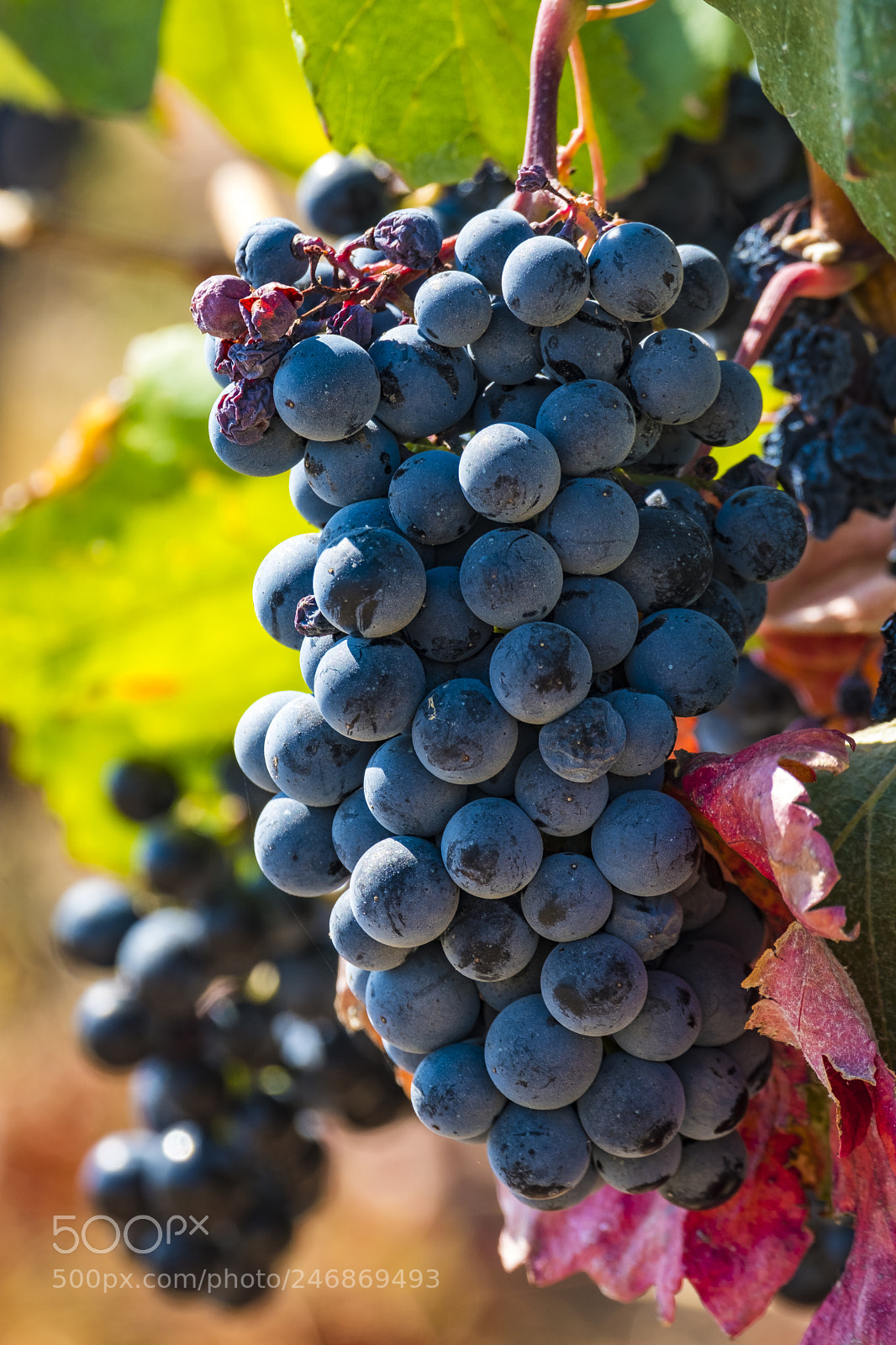 Fujifilm X-T2 sample photo. Landscape in the vineyards photography