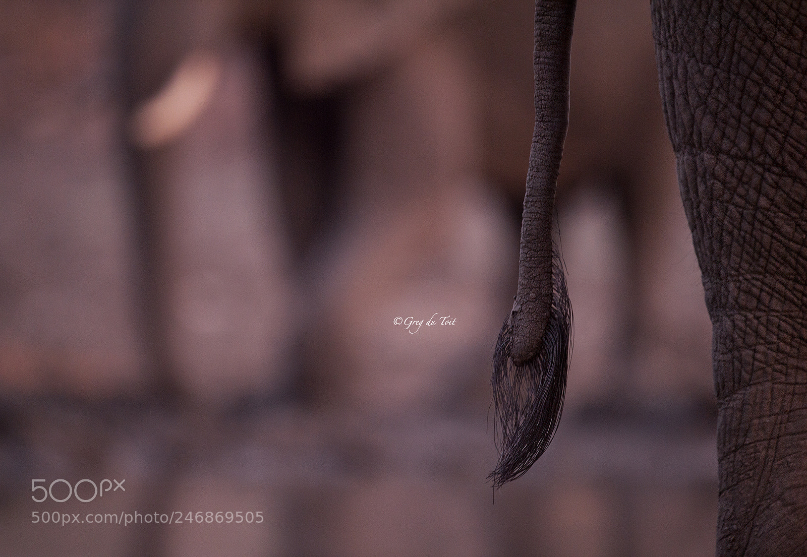 Nikon D4S sample photo. Elephant tail photography