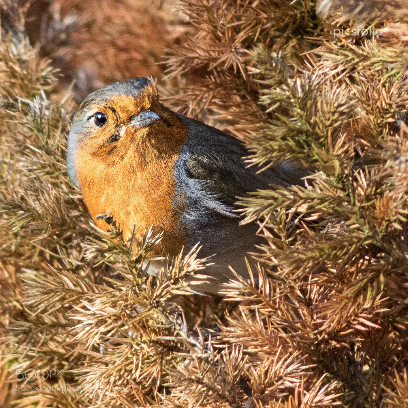 Canon EOS 7D Mark II sample photo. Robin (erithacus rubecula) photography