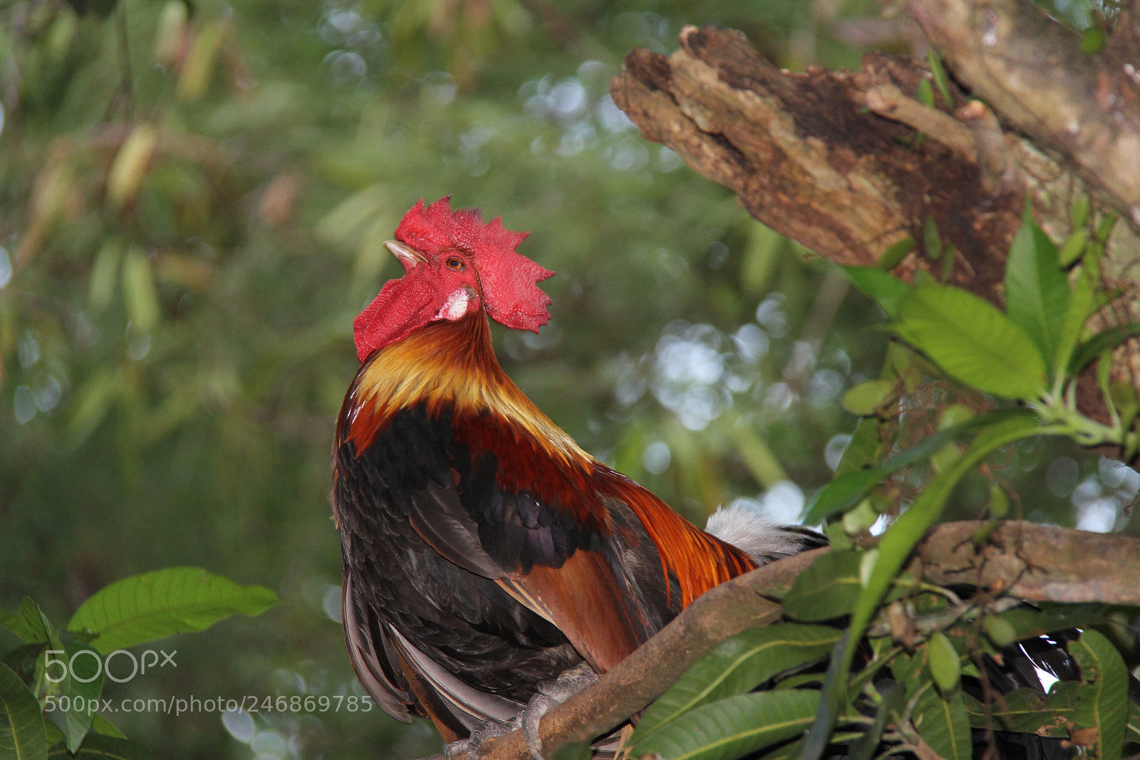 Canon EOS 60D sample photo. Good morning photography