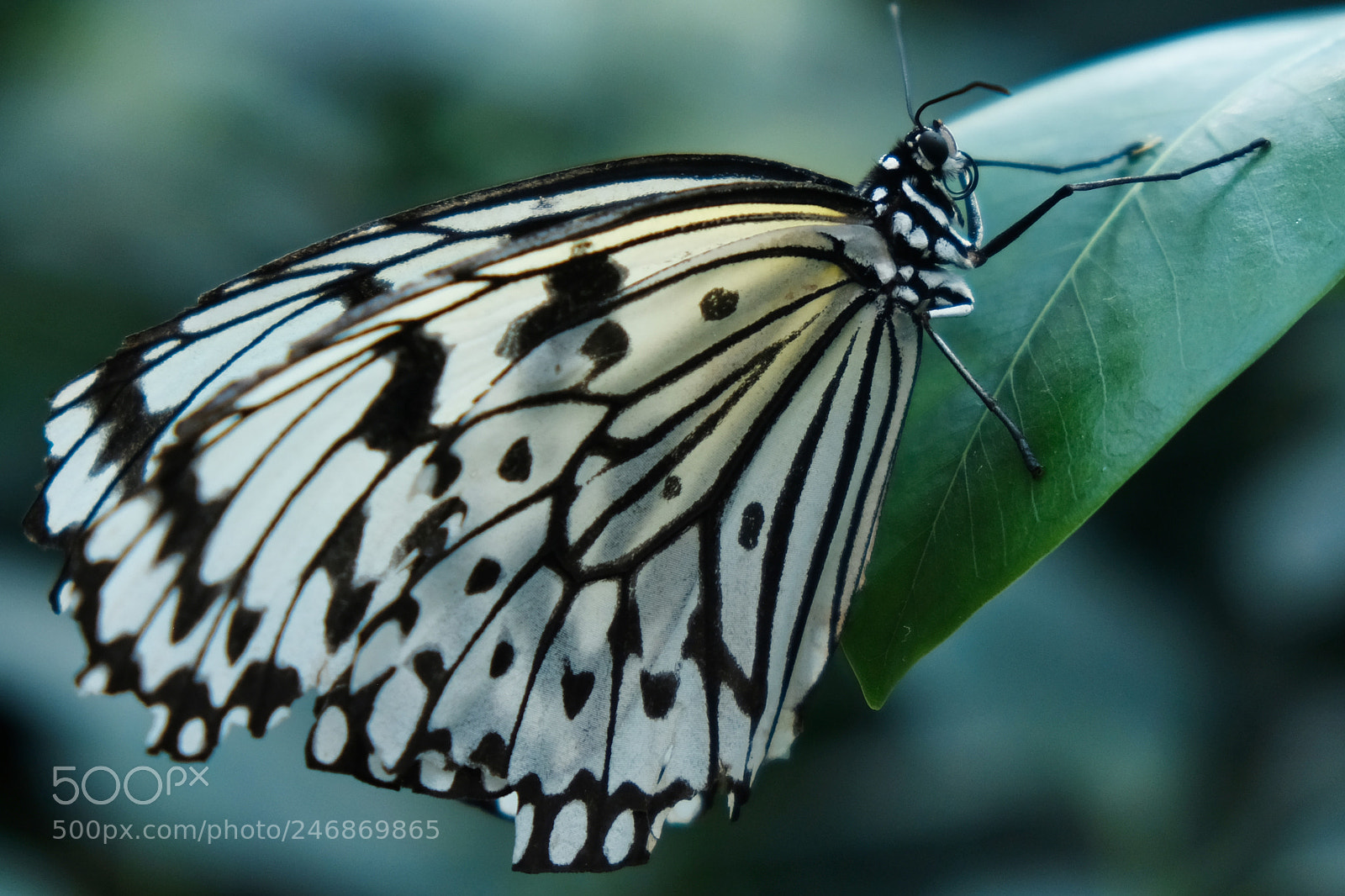 Fujifilm X-Pro2 sample photo. Butterfly photography