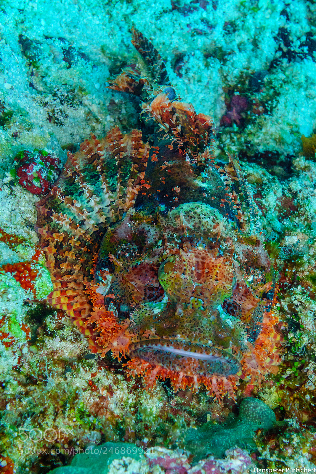 Sony Cyber-shot DSC-RX100 sample photo. Scorpaenidae photography