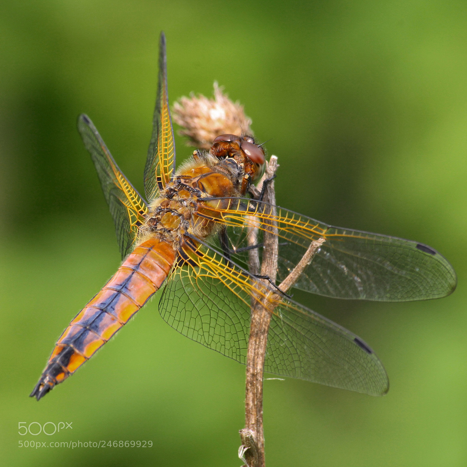 Canon EOS 50D sample photo. Dragonfly photography