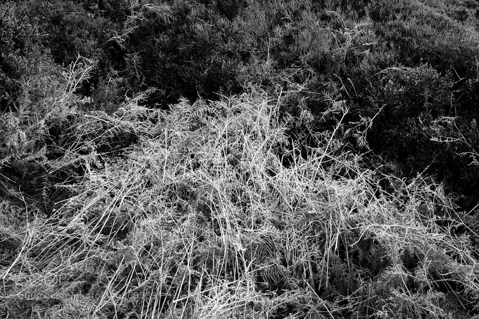 Nikon D7200 sample photo. Fern and heather in photography