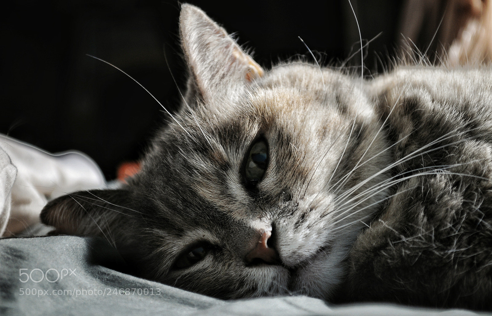 Nikon D300 sample photo. Nap time. photography