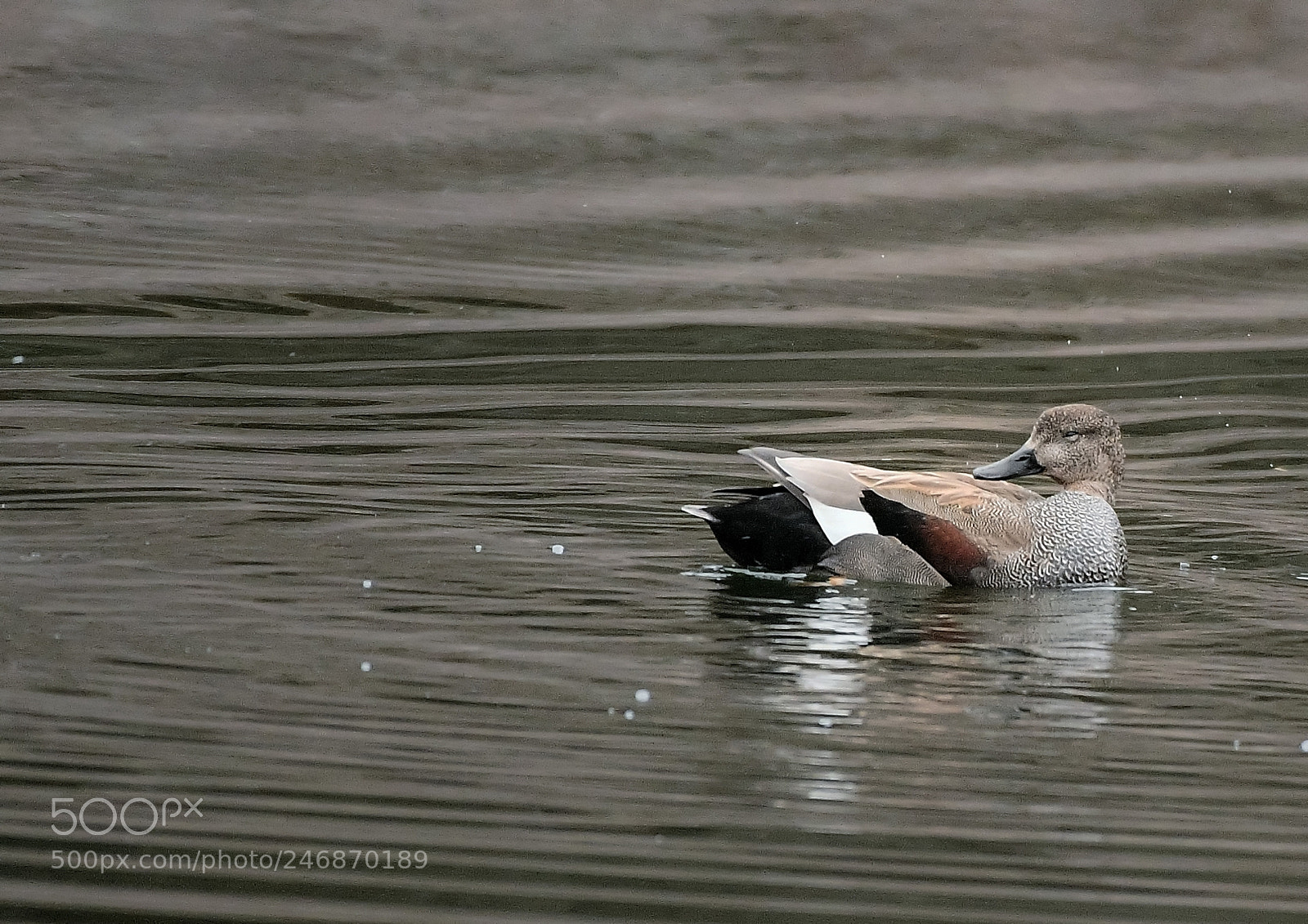 Nikon D500 sample photo. Canard chipeau photography