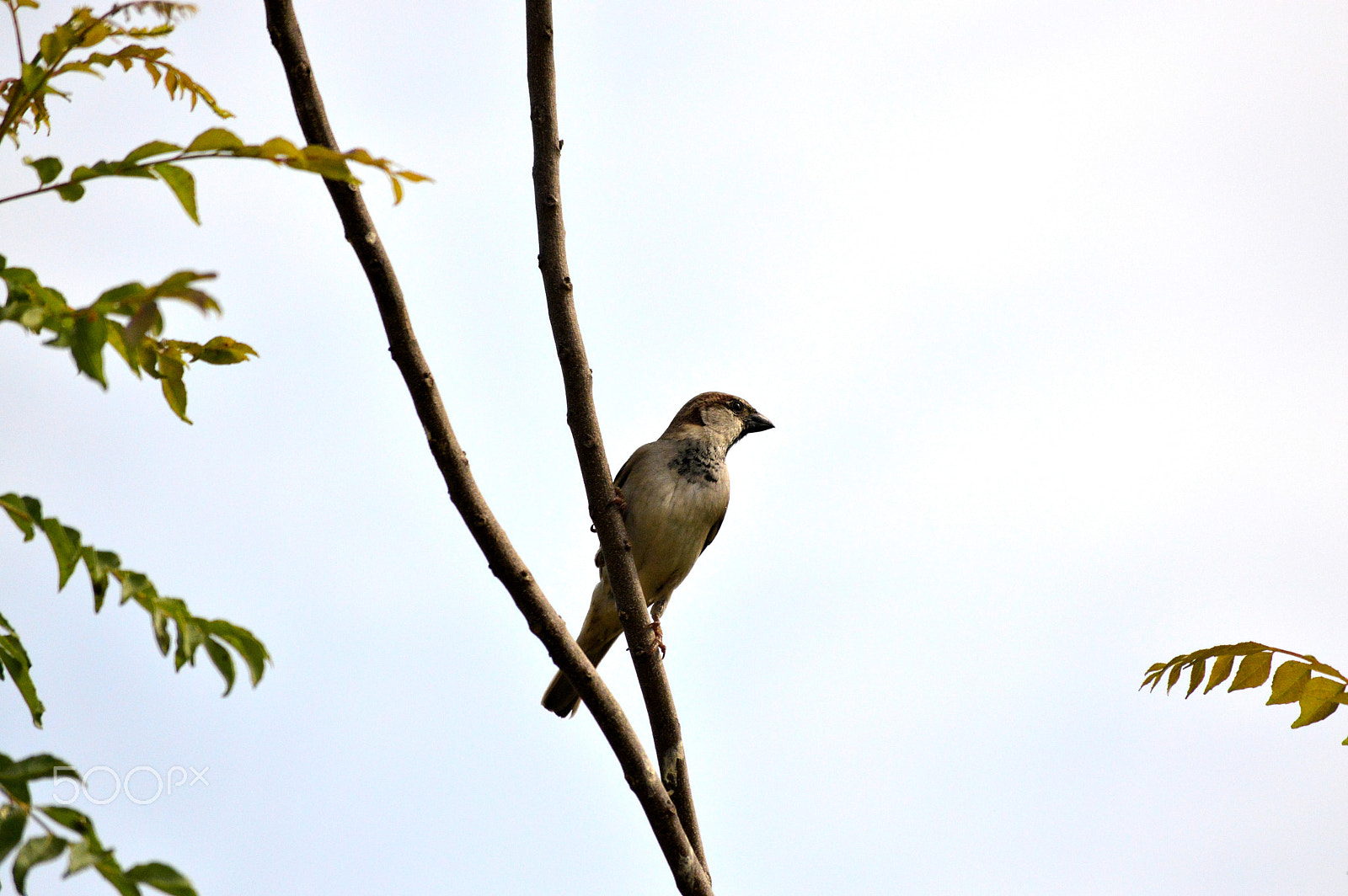 Nikon D3200 sample photo. The sparrow... photography
