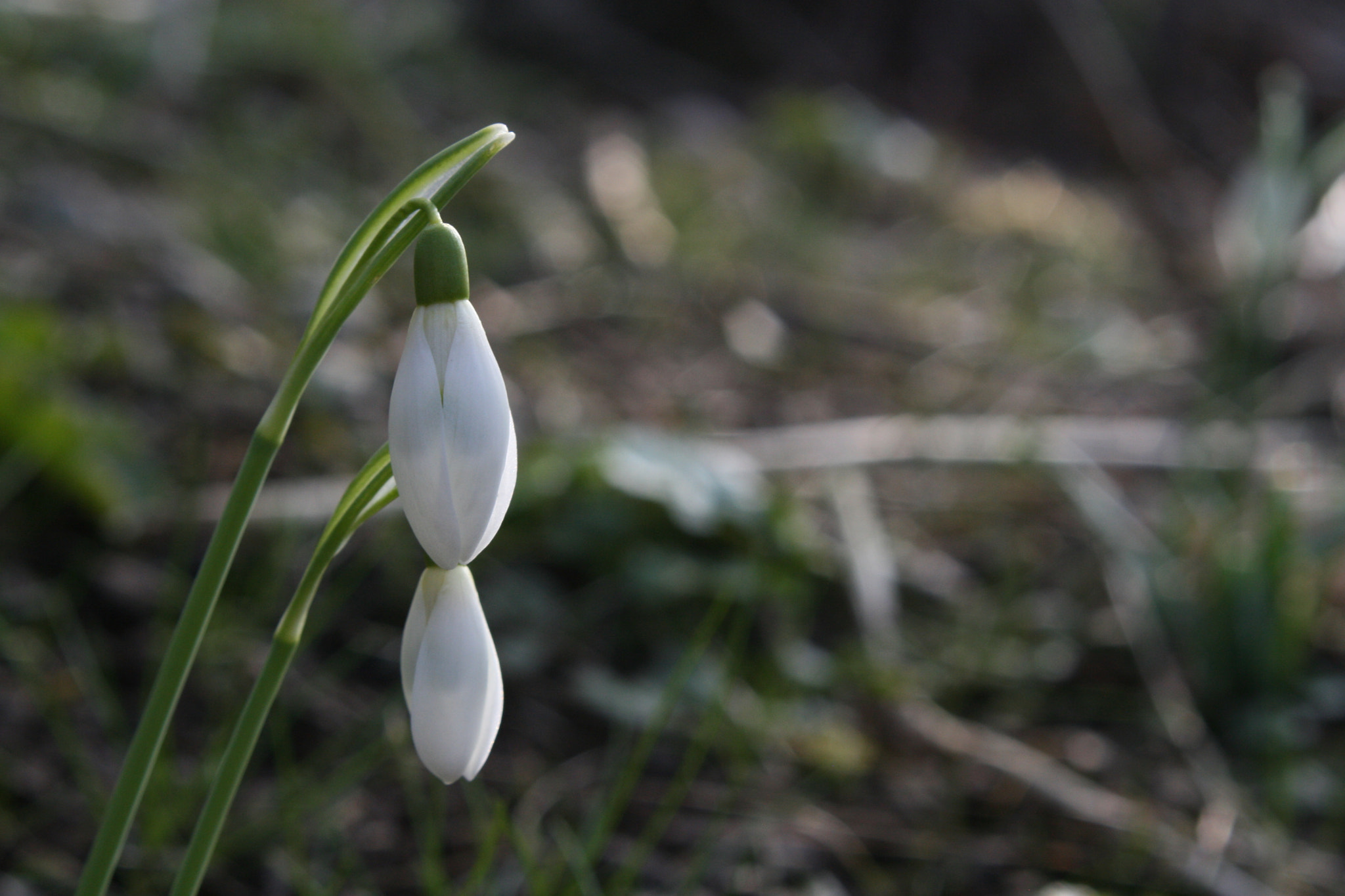 Canon EF 35-80mm f/4-5.6 sample photo