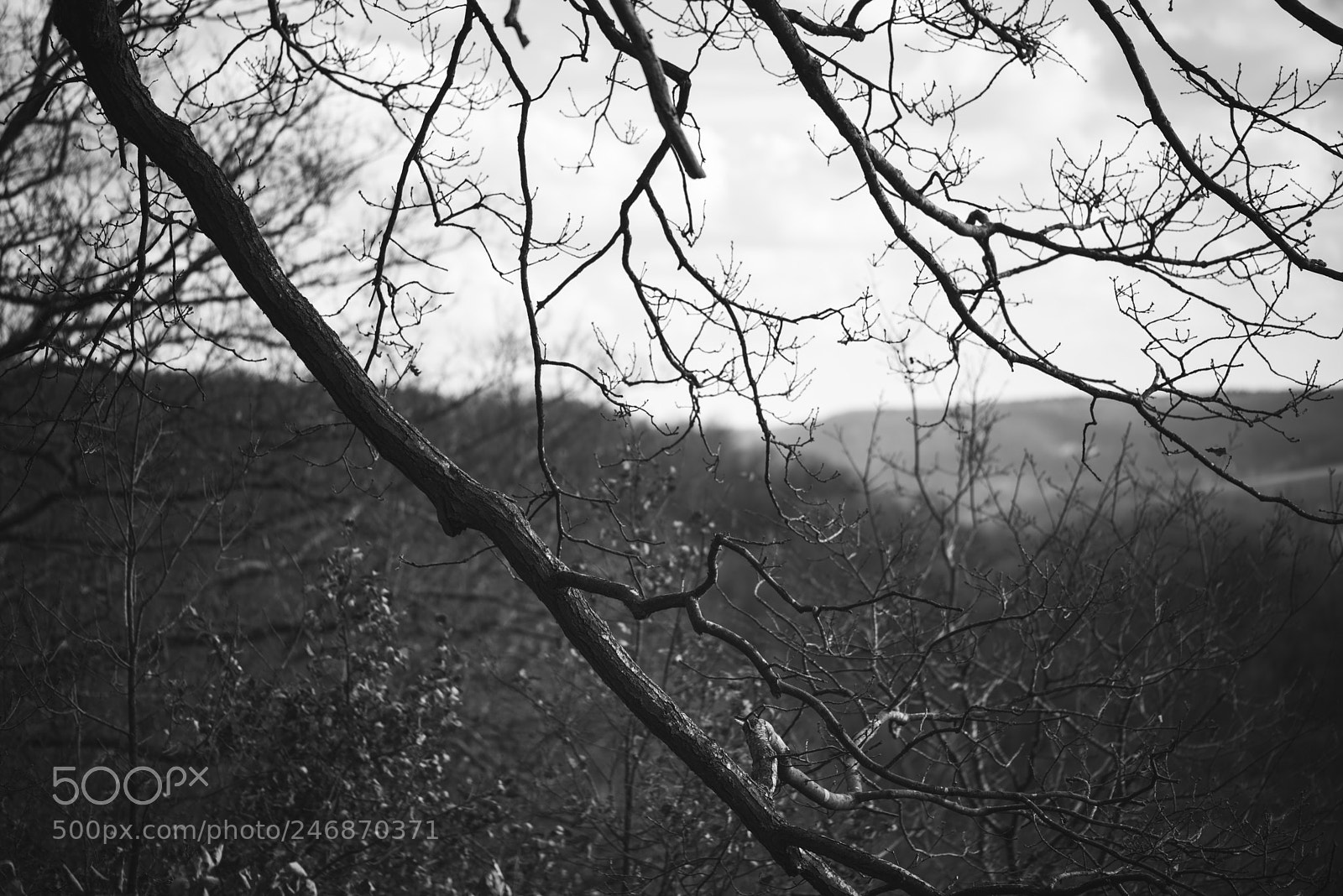 Nikon D800 sample photo. Untitled photography